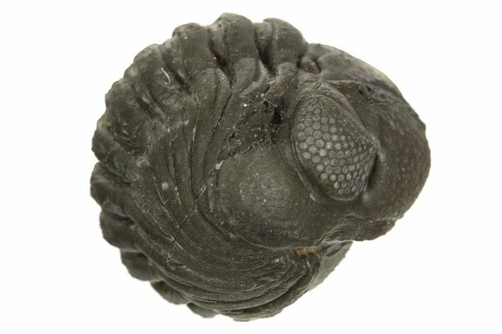 Wide, Enrolled Austerops Trilobite - Morocco #323240